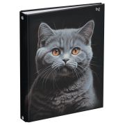 Тетрадь на кольцах А5, 160л., BG «Кот», глянцевая ламинация
